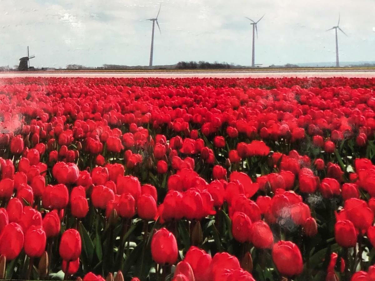 Vakantiehuis Aan Zee Sint Maartensvlotbrug Dış mekan fotoğraf